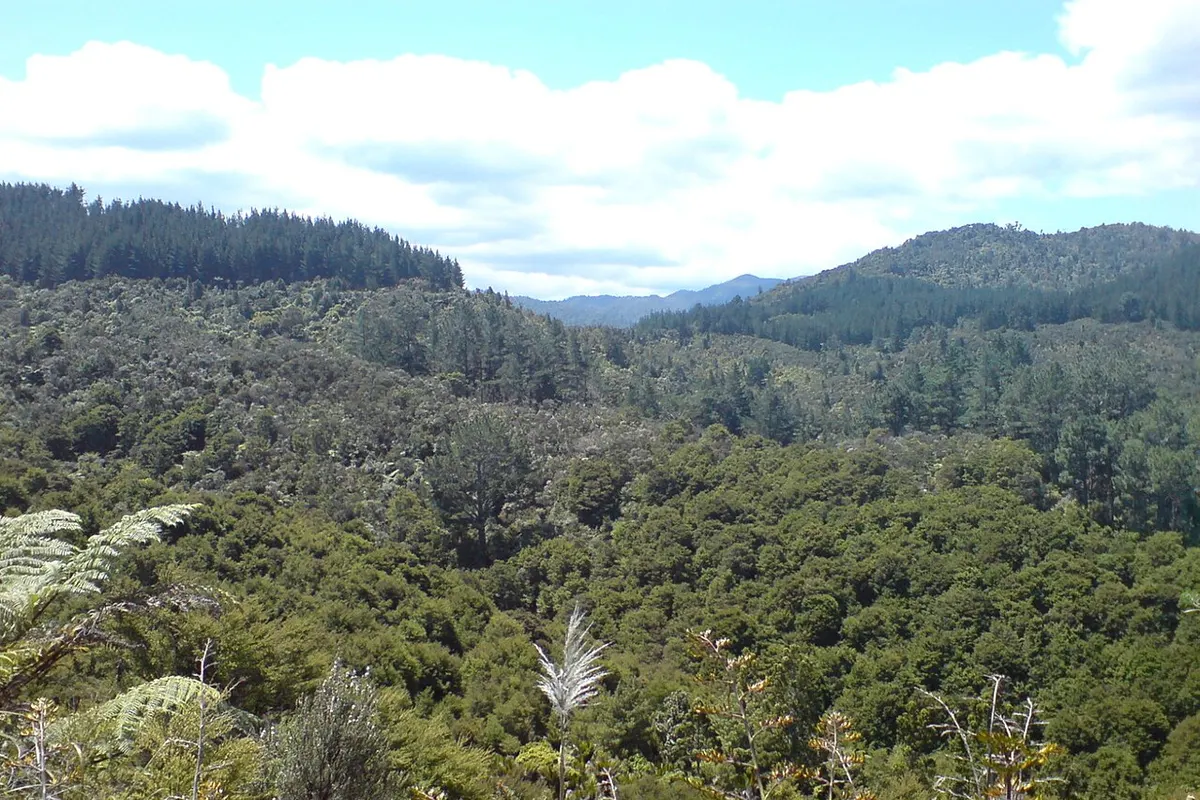 Coromandel landscape
