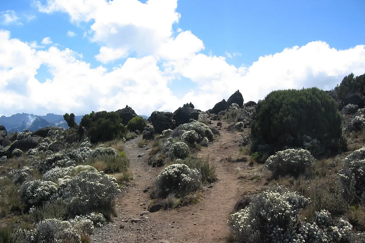 Kilimanjaro landscape