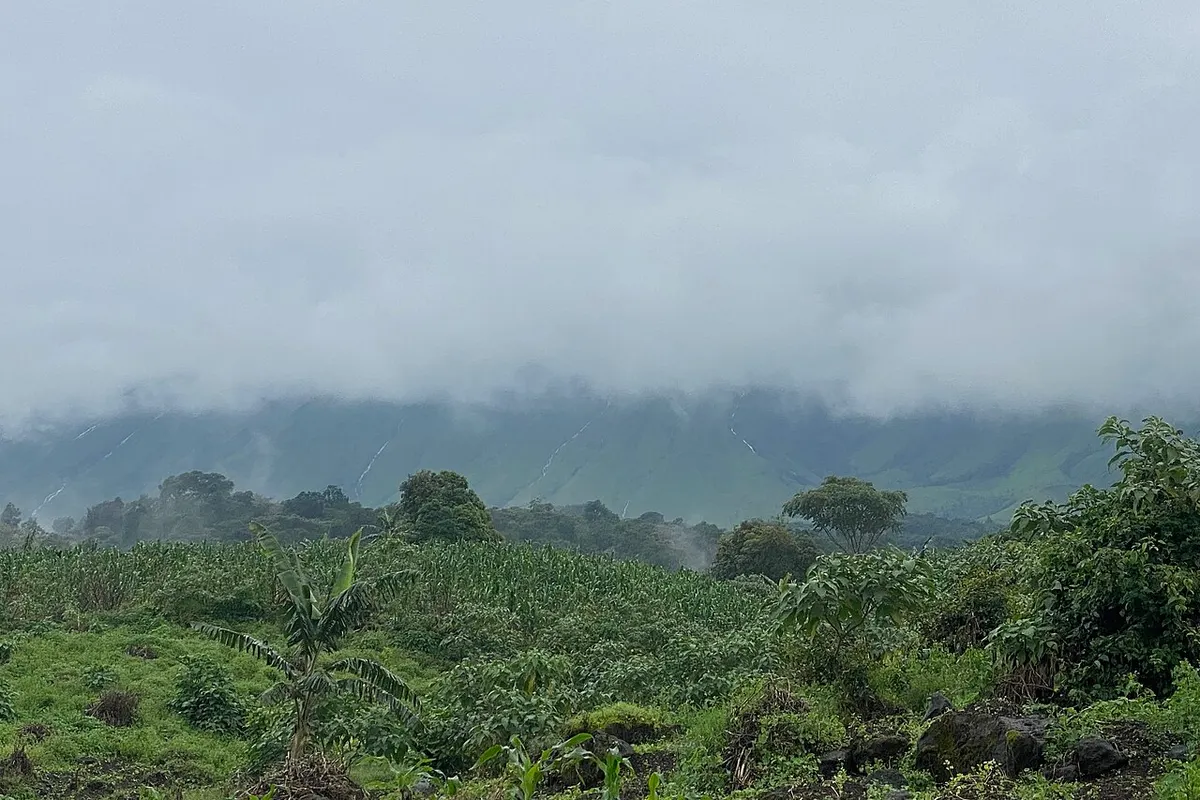 Mount Cameroon landscape