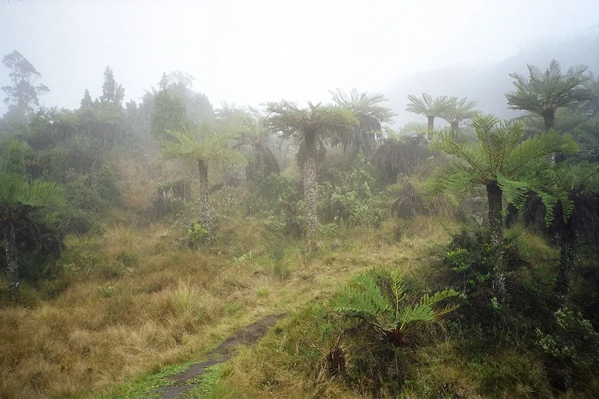 Mount Wilhelm landscape